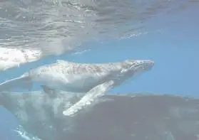video-whales-watching-bora-bora