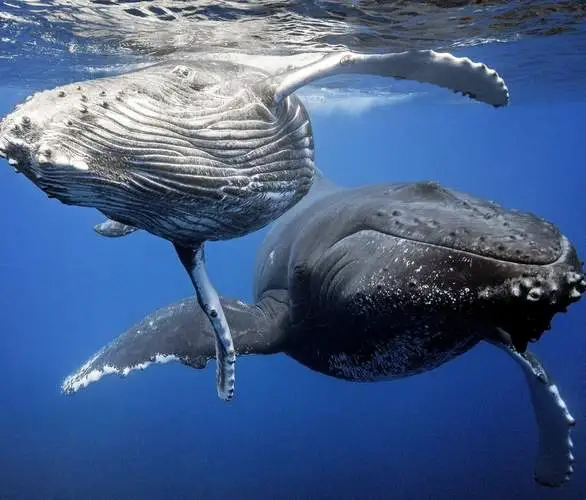 whale-watching-activity-bora-bora
